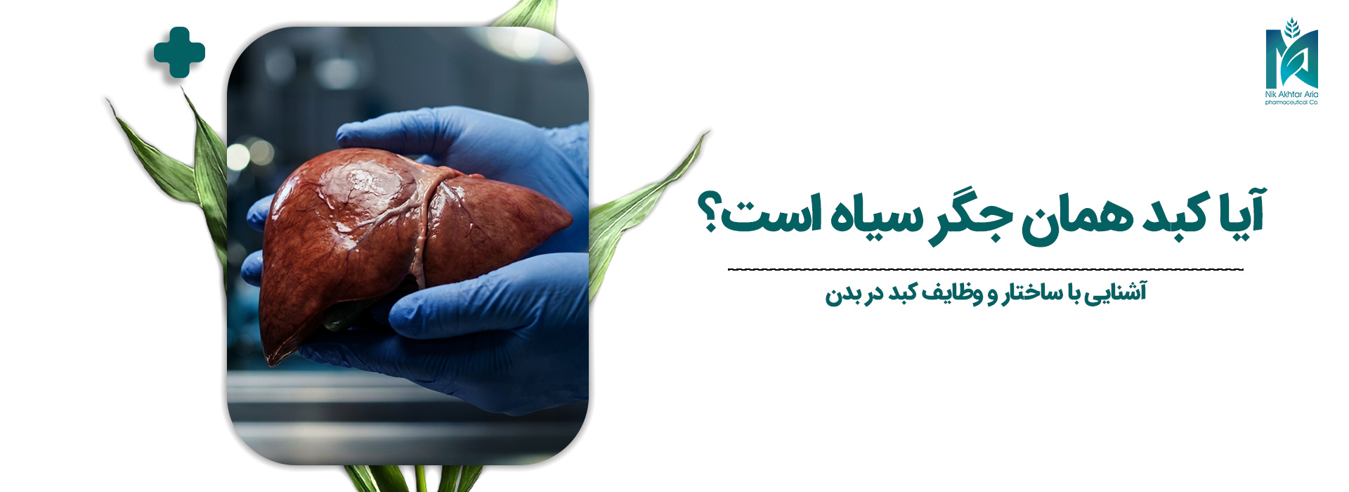آیا-کبد-همان-جگر-سیاه-است؟1